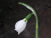 写真「スノードロップ〔Snowdrop〕の花」