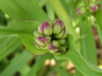 �����T�L�c���N�T�̉�