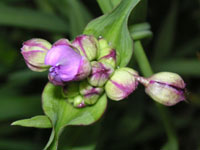 �����T�L�c���N�T�̉�