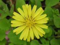 写真「ジシバリ〔地縛り〕の花」