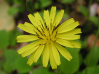 写真「ジシバリ〔地縛り〕の花」