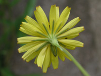 写真「ジシバリ〔地縛り〕の花」