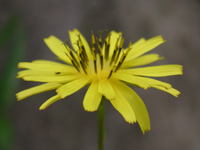 写真「ジシバリ〔地縛り〕の花」