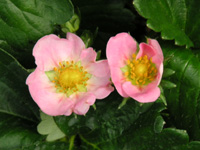 写真「イチゴ〔苺〕の花」