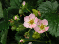 写真「イチゴ〔苺〕の花」