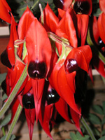 スタート･デザート･ピーの写真