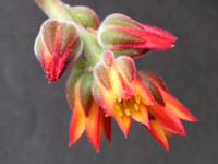 写真「タニクショクブツ〔多肉植物〕の花」