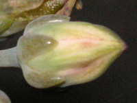 写真「タニクショクブツ〔多肉植物〕の花」