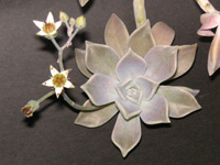 写真「タニクショクブツ〔多肉植物〕の花」