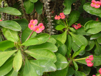 ハナキリン〔花麒麟〕の花（写真）