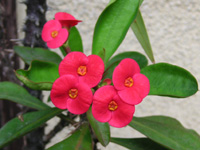 ハナキリン〔花麒麟〕の花（写真）