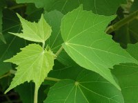 スイフヨウ〔酔芙蓉〕の花（写真）