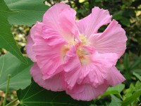 スイフヨウ〔酔芙蓉〕の花（写真）
