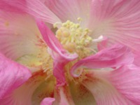 スイフヨウ〔酔芙蓉〕の花（写真）