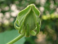 スイフヨウ〔酔芙蓉〕の花（写真）