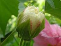 スイフヨウ〔酔芙蓉〕の花（写真）