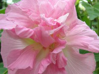 スイフヨウ〔酔芙蓉〕の花（写真）