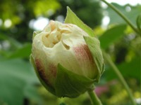 スイフヨウ〔酔芙蓉〕の花（写真）