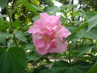 スイフヨウ〔酔芙蓉〕の花（写真）