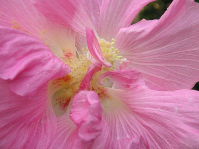 スイフヨウ〔酔芙蓉〕の花（写真）