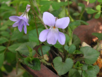 写真「スミレ〔菫〕の花」