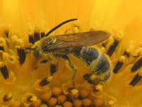 写真「ヒマワリ〔向日葵〕の花」