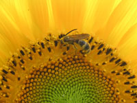 写真「ヒマワリ〔向日葵〕の花」