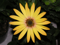 �T�j�[�E�I�X�e�I�̉�