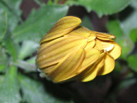 �S�[���f���E�Z���i�̉�