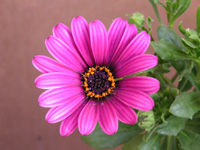 �}�����̉�