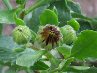 �S�[���f���E�Z���i���Q