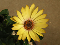 �S�[���f���E�Z���i�̉�