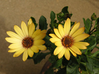 �S�[���f���E�Z���i�̉�