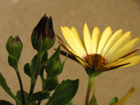 �S�[���f���E�Z���i�̉�