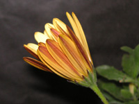 �S�[���f���E�Z���i�̉�