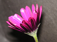 �}�����̉�