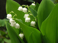 写真「スズラン〔鈴蘭〕の花」