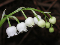写真「スズラン〔鈴蘭〕の花」