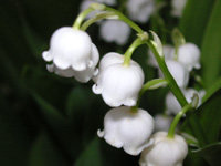 写真「スズラン〔鈴蘭〕の花」