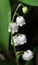 写真「スズラン〔鈴蘭〕の花」