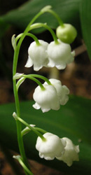 写真「スズラン〔鈴蘭〕の花」