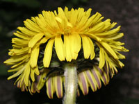 タンポポの写真