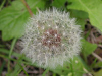 タンポポの写真