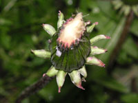 タンポポの写真