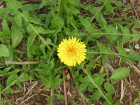 タンポポの写真