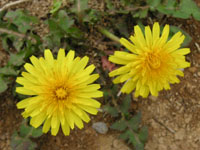 タンポポの写真