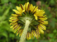 タンポポの写真