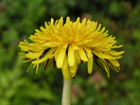 タンポポの写真