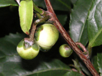 チャノキ〔茶の木〕の花（写真）