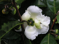 チャノキ〔茶の木〕の花（写真）